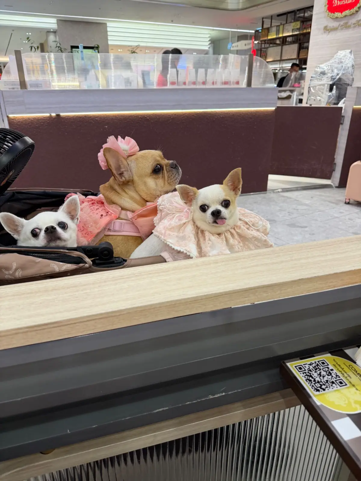 บุญตงกี่ pets image 1