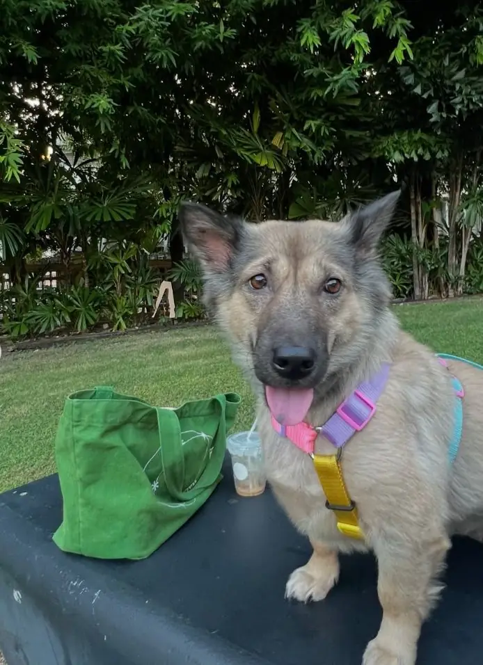 มิวเซียมสยาม pets image 2