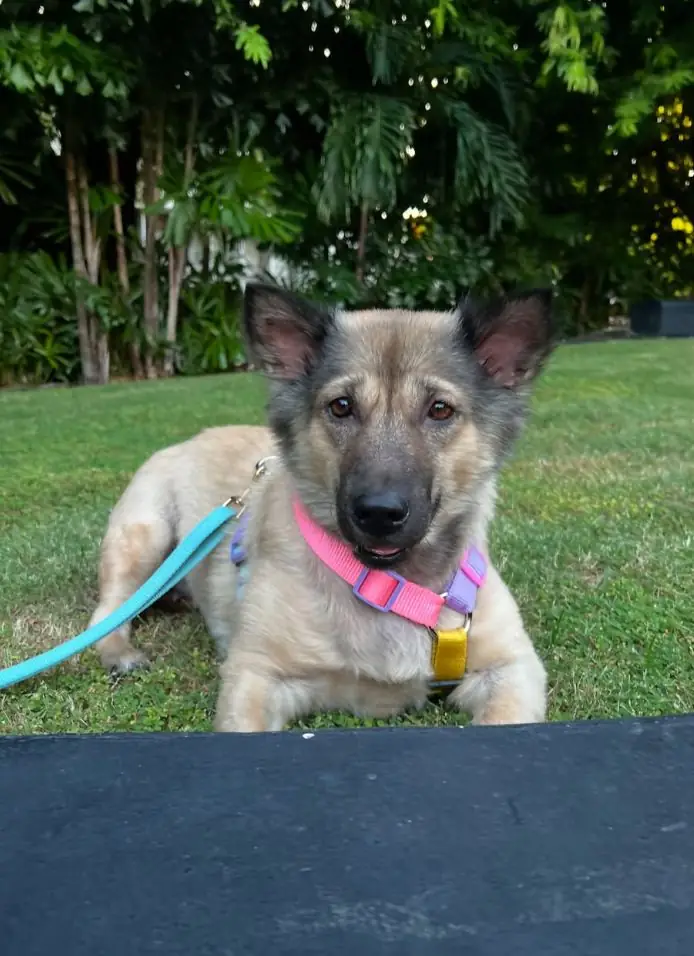 มิวเซียมสยาม pets image 1