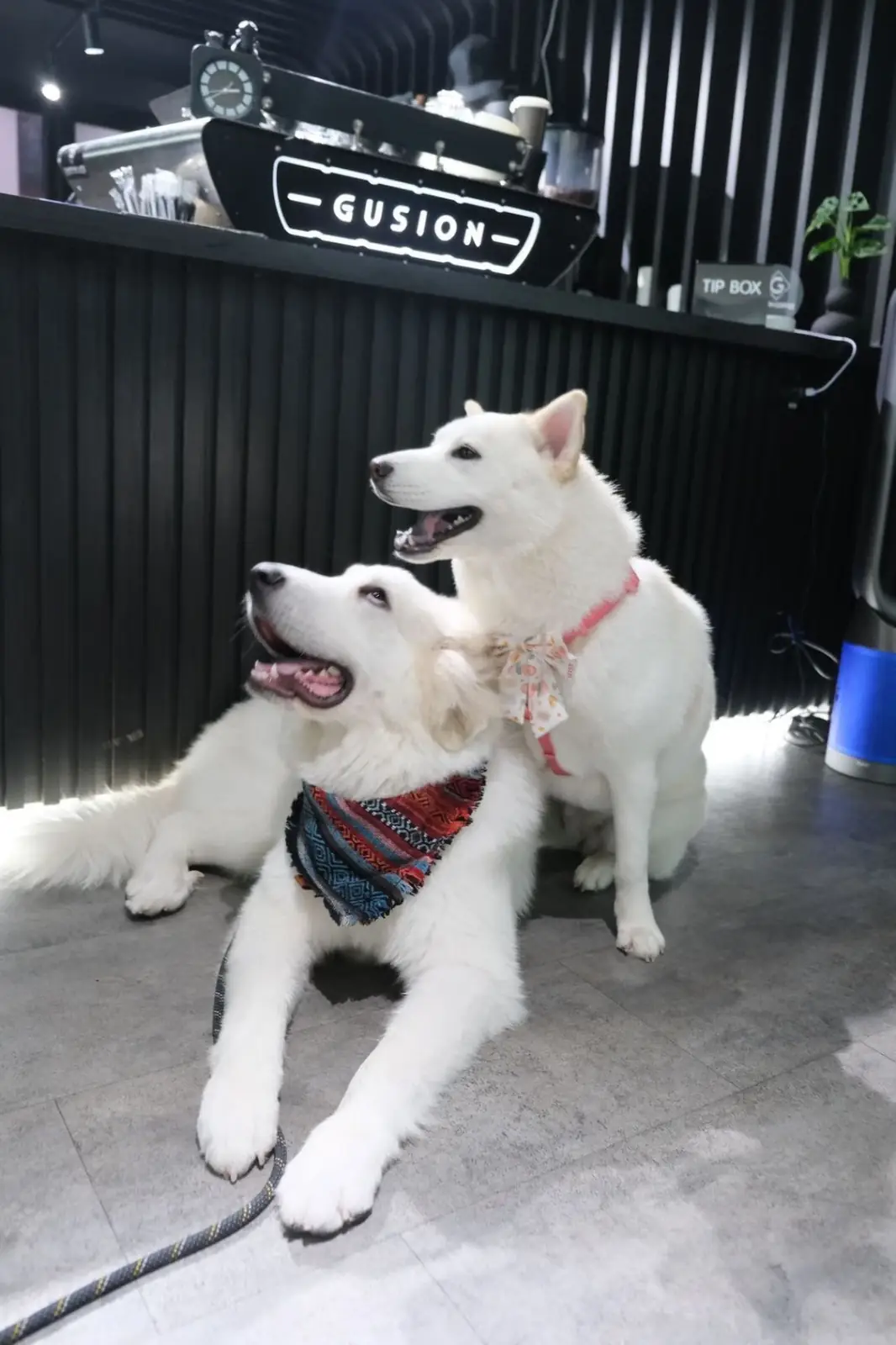 Gusion Coffee pets image 1