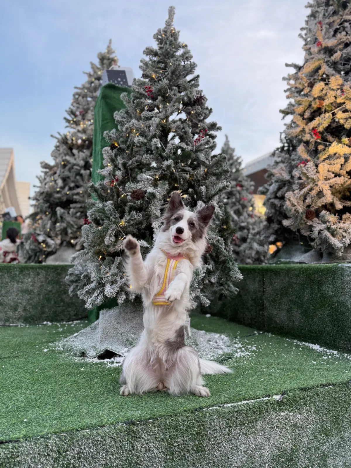 Central Village - VIP Lounge pets image 2