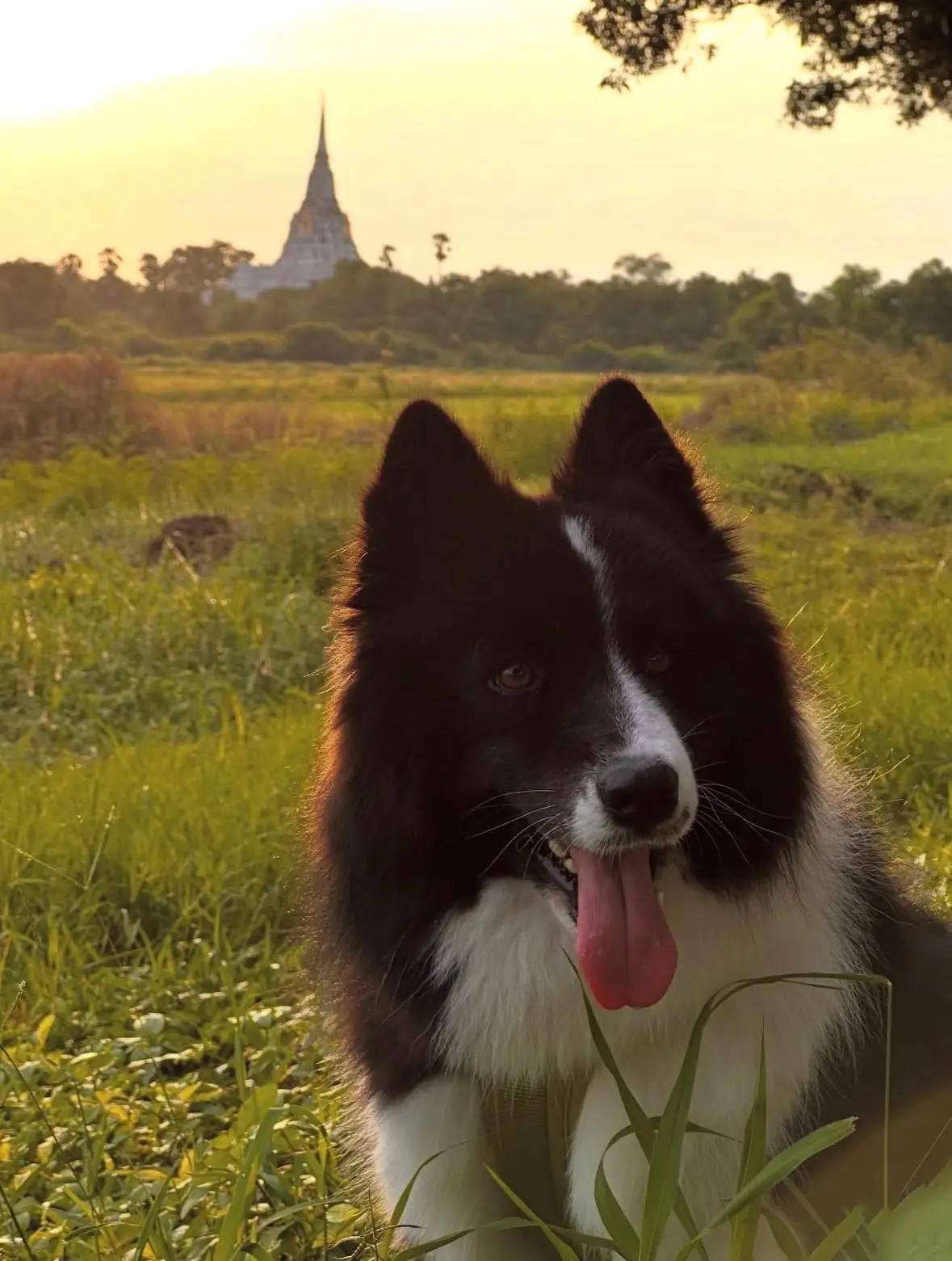 สวนสาธารณะเฉลิมพระเกียรติทุ่งหันตรา pets image 1