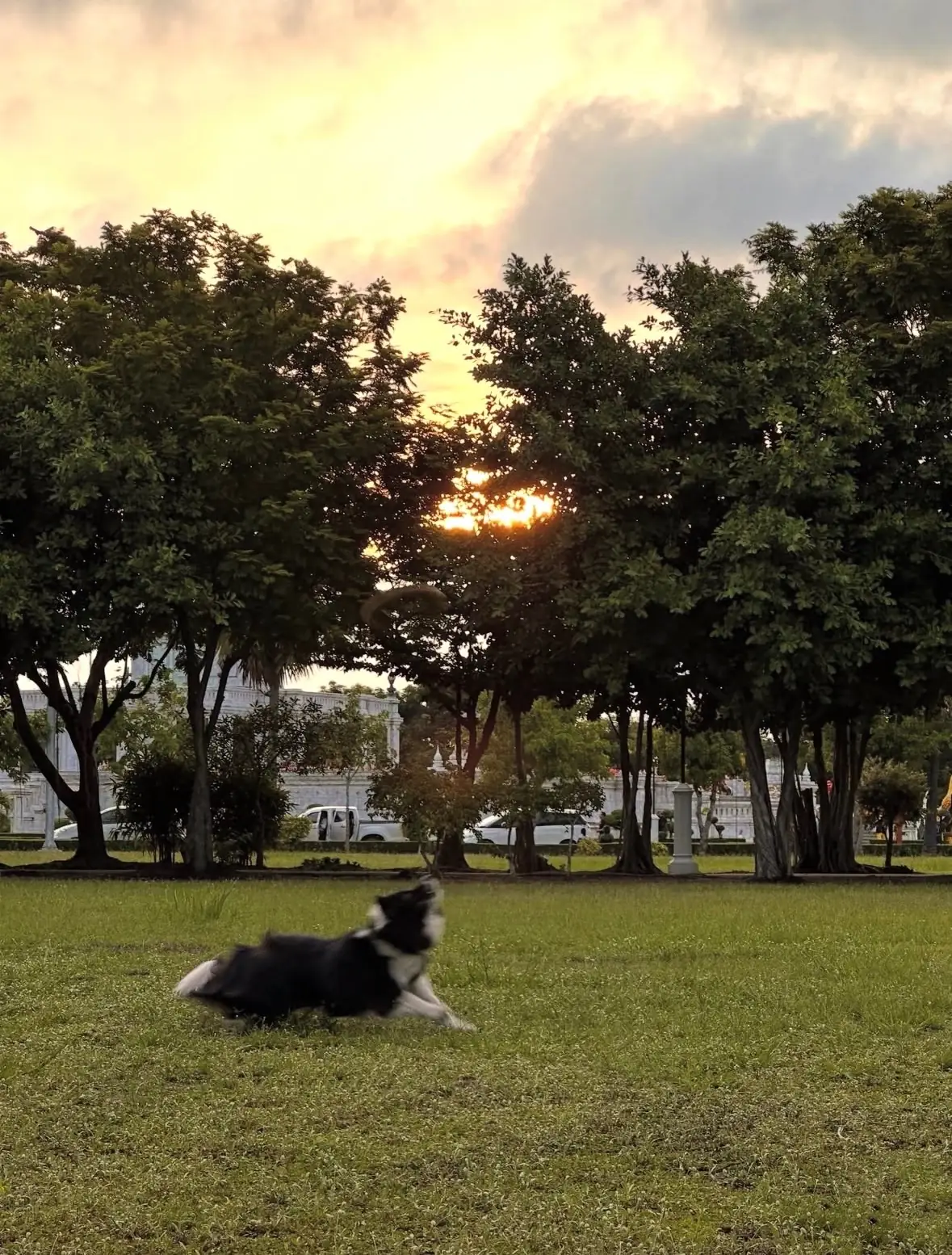 สวนสาธารณะเฉลิมพระเกียรติทุ่งหันตรา pets image 2