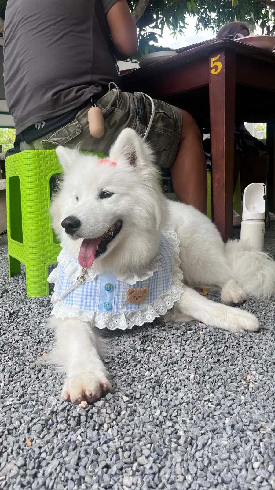 คุณคินขนมจีน pets image 3