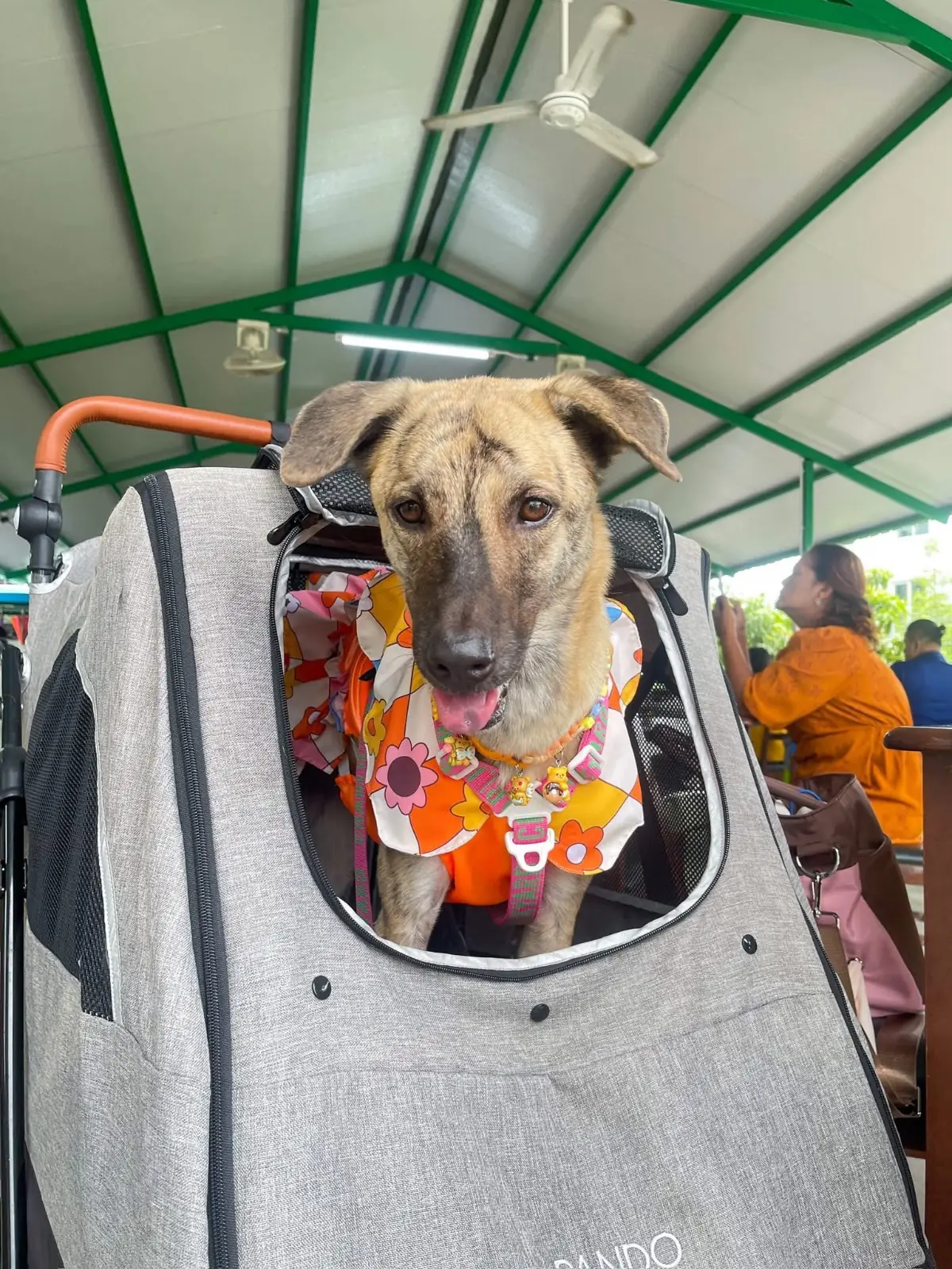 คุณคินขนมจีน pets image 4
