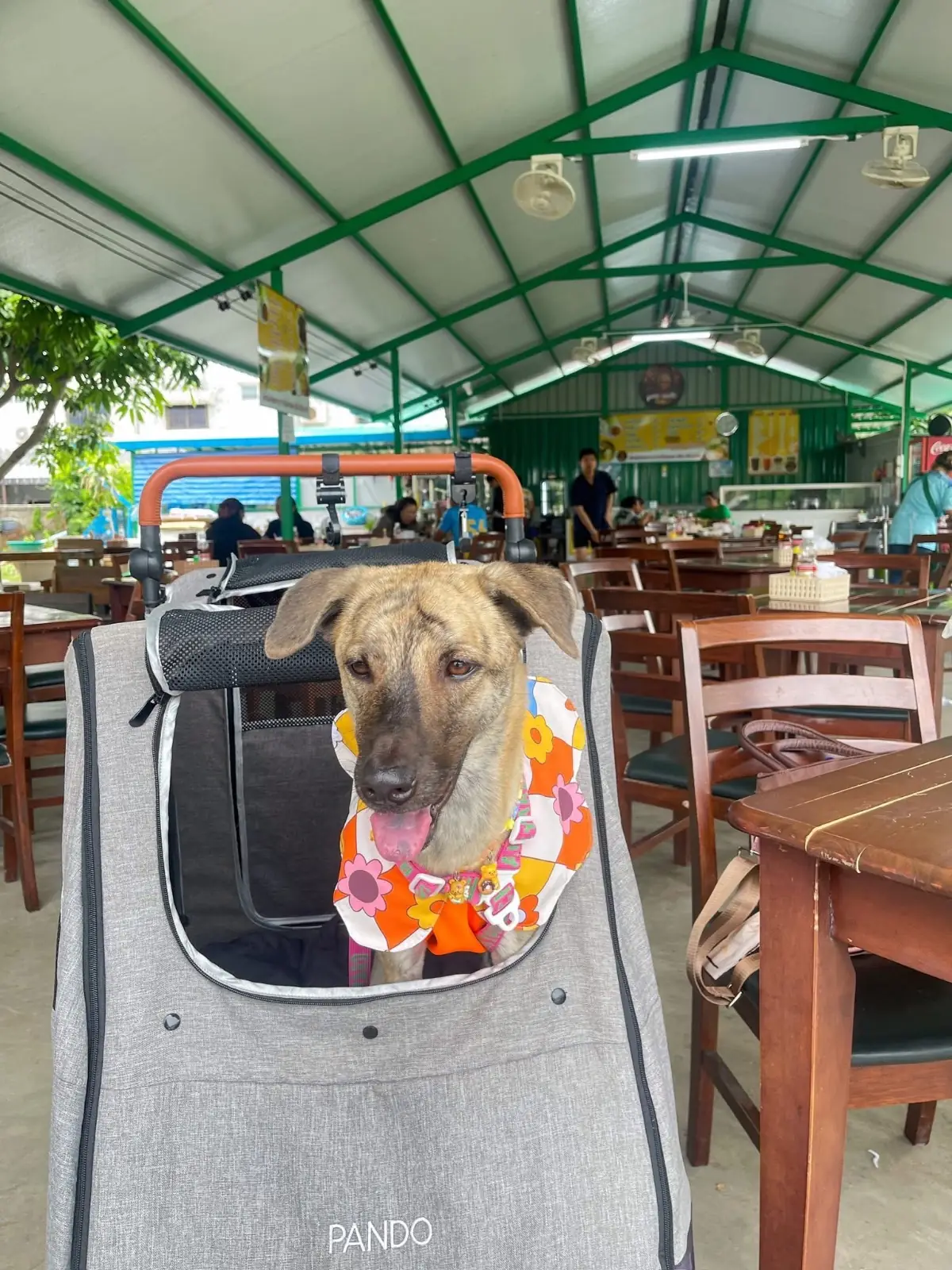 คุณคินขนมจีน pets image 5