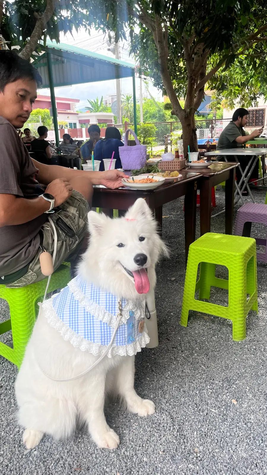 คุณคินขนมจีน pets image 1