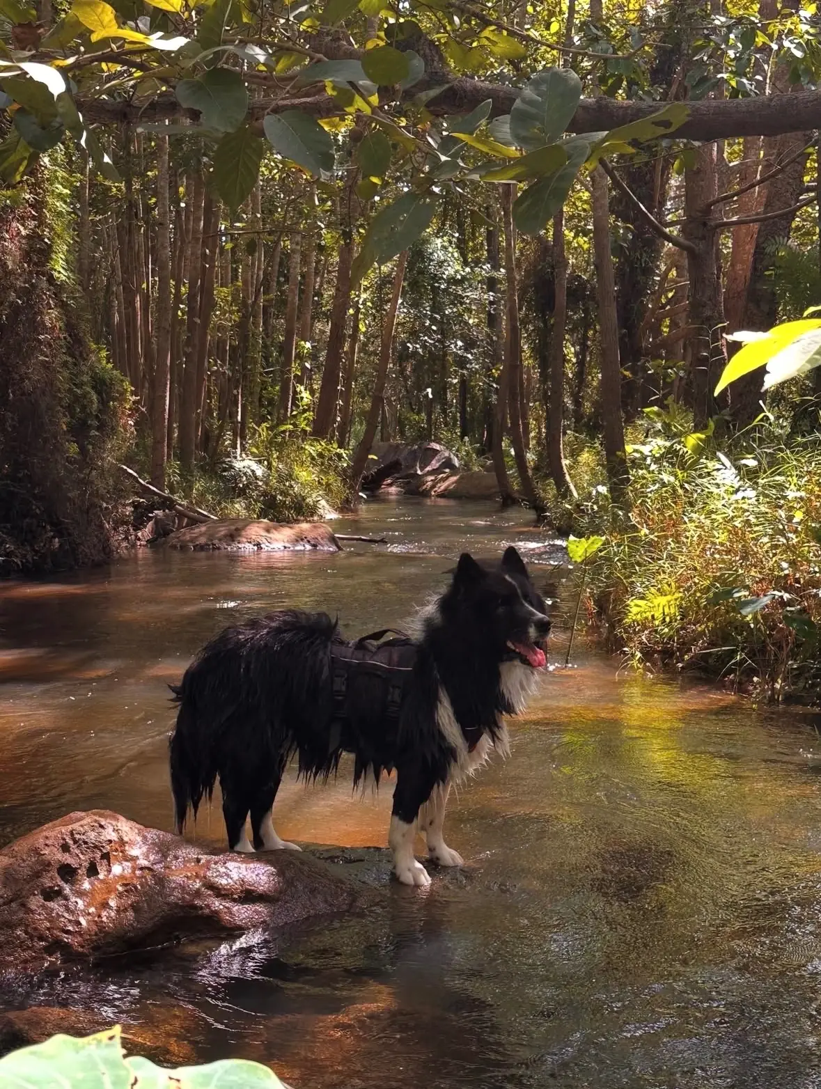แก่งหินวังเสถียร pets image 2