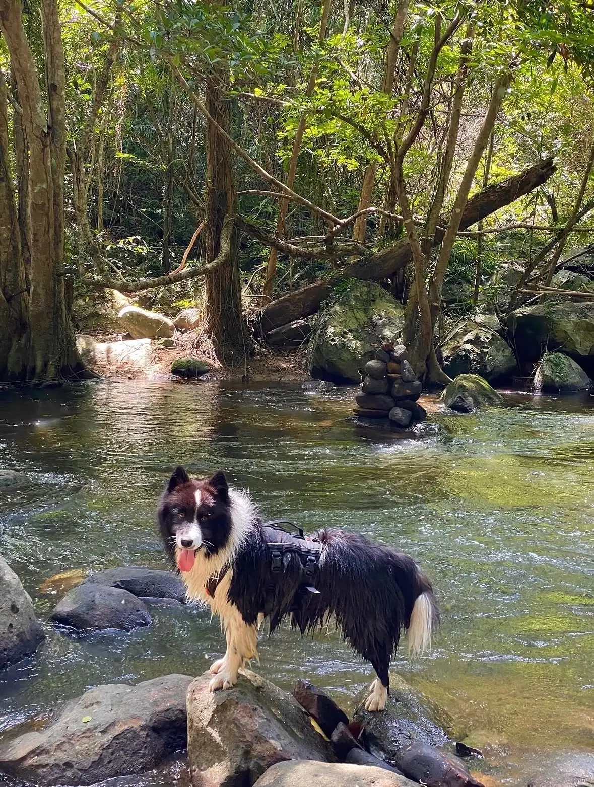 แก่งหินวังเสถียร pets image 3