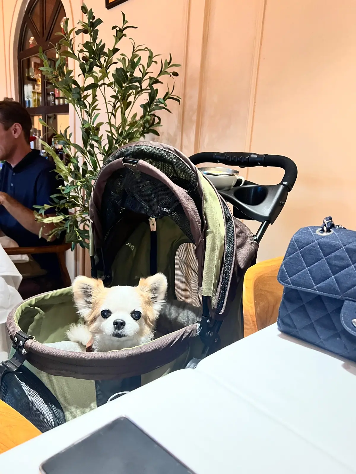 Armenio's Modern Grandma pets image 1