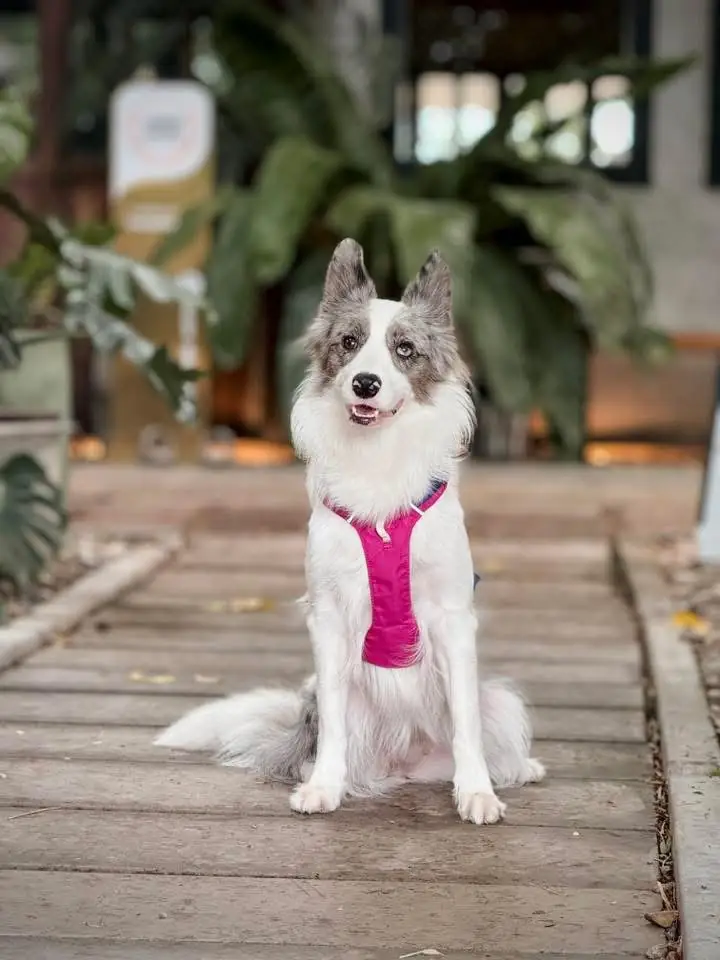 TACHUHOUSE pets image 2