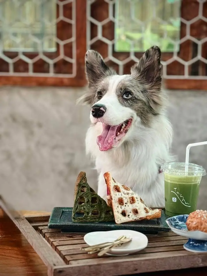 TACHUHOUSE pets image 3