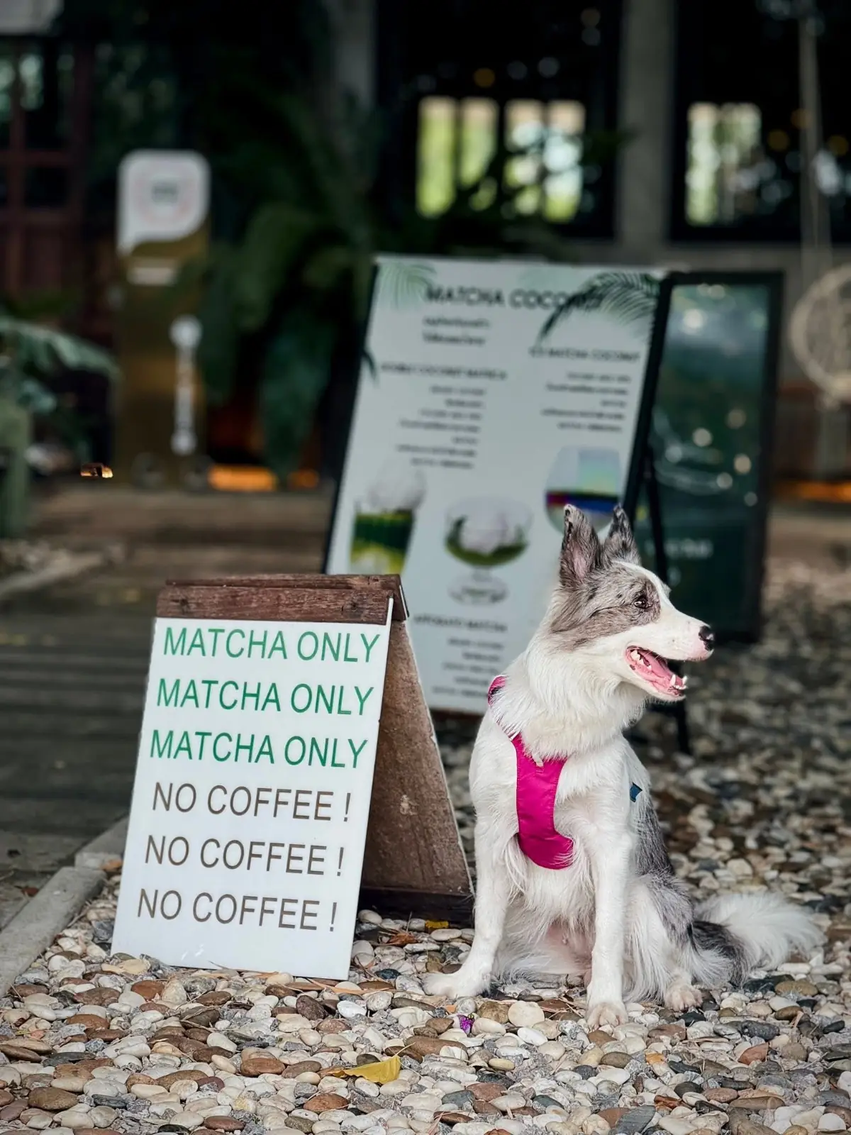 TACHUHOUSE pets image 1