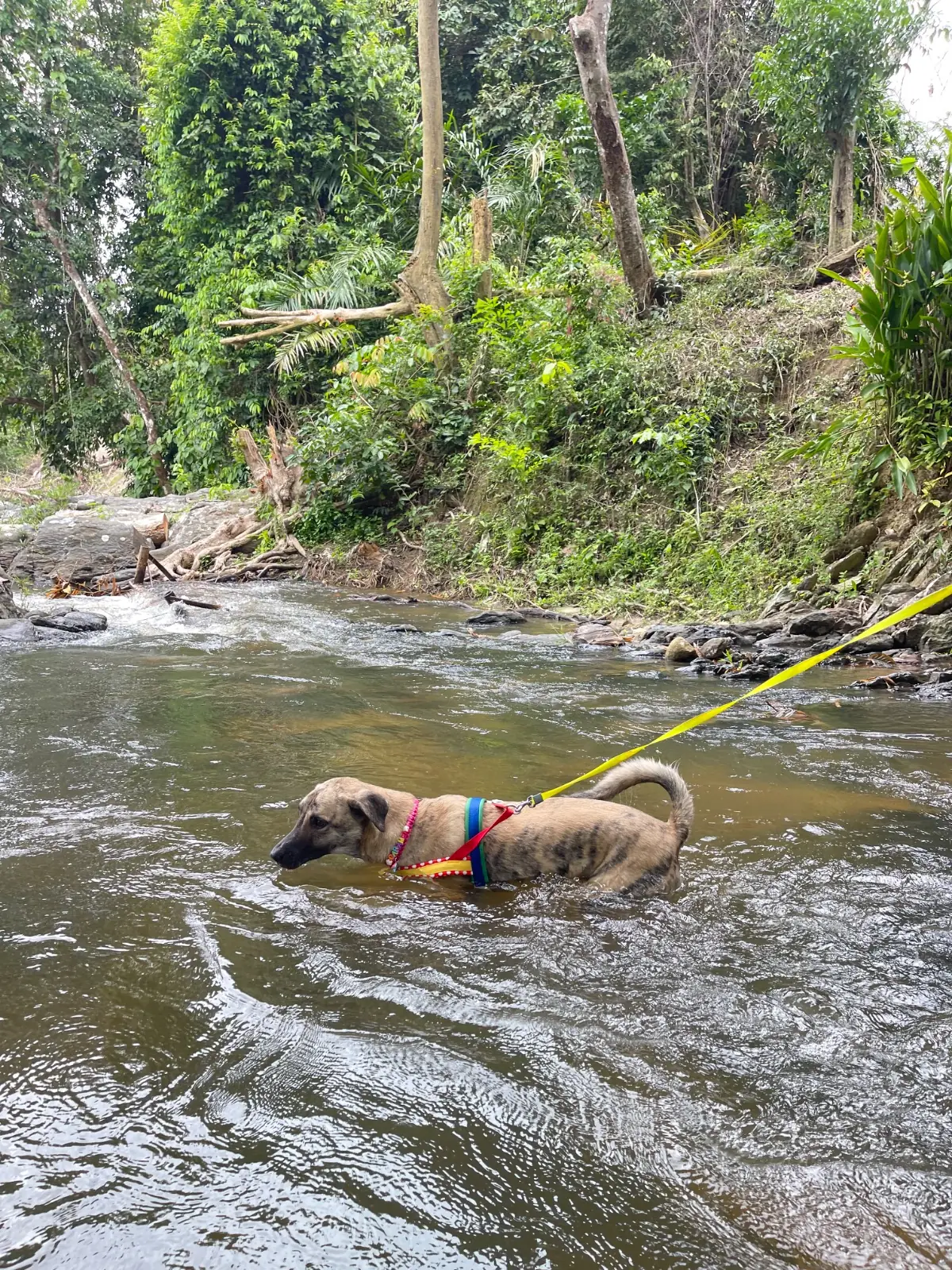 บ้านสวนตาชื่น แคมป์ปิ้ง pets image 1