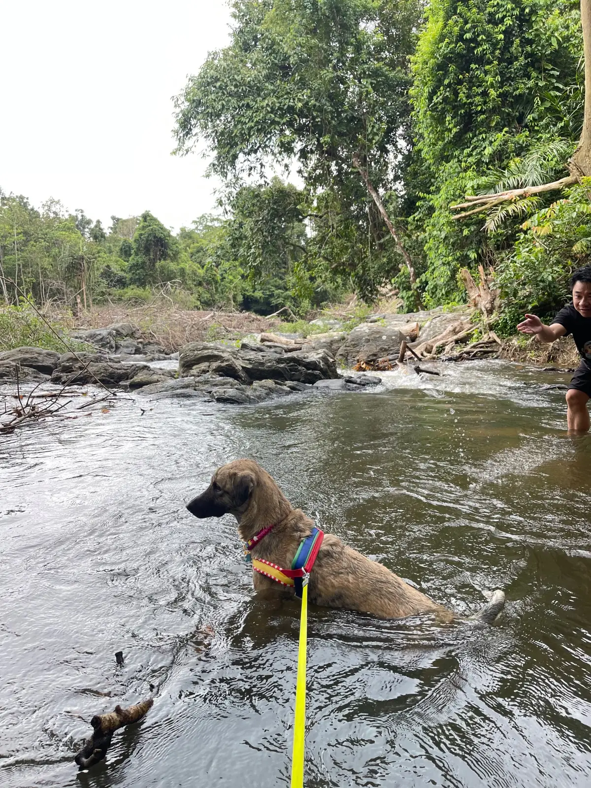 บ้านสวนตาชื่น แคมป์ปิ้ง pets image 2