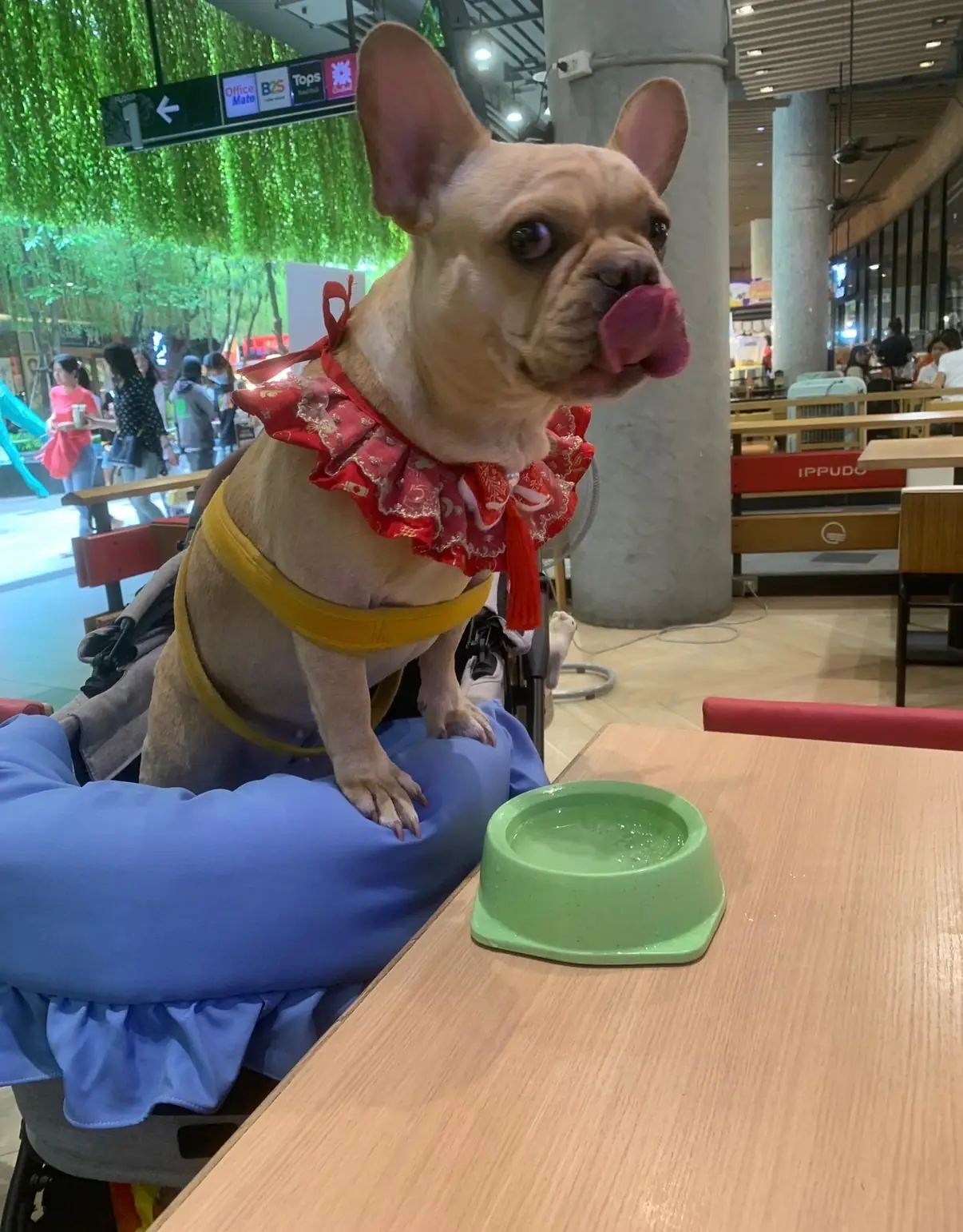 IPPUDO - Central Eastville other image 1