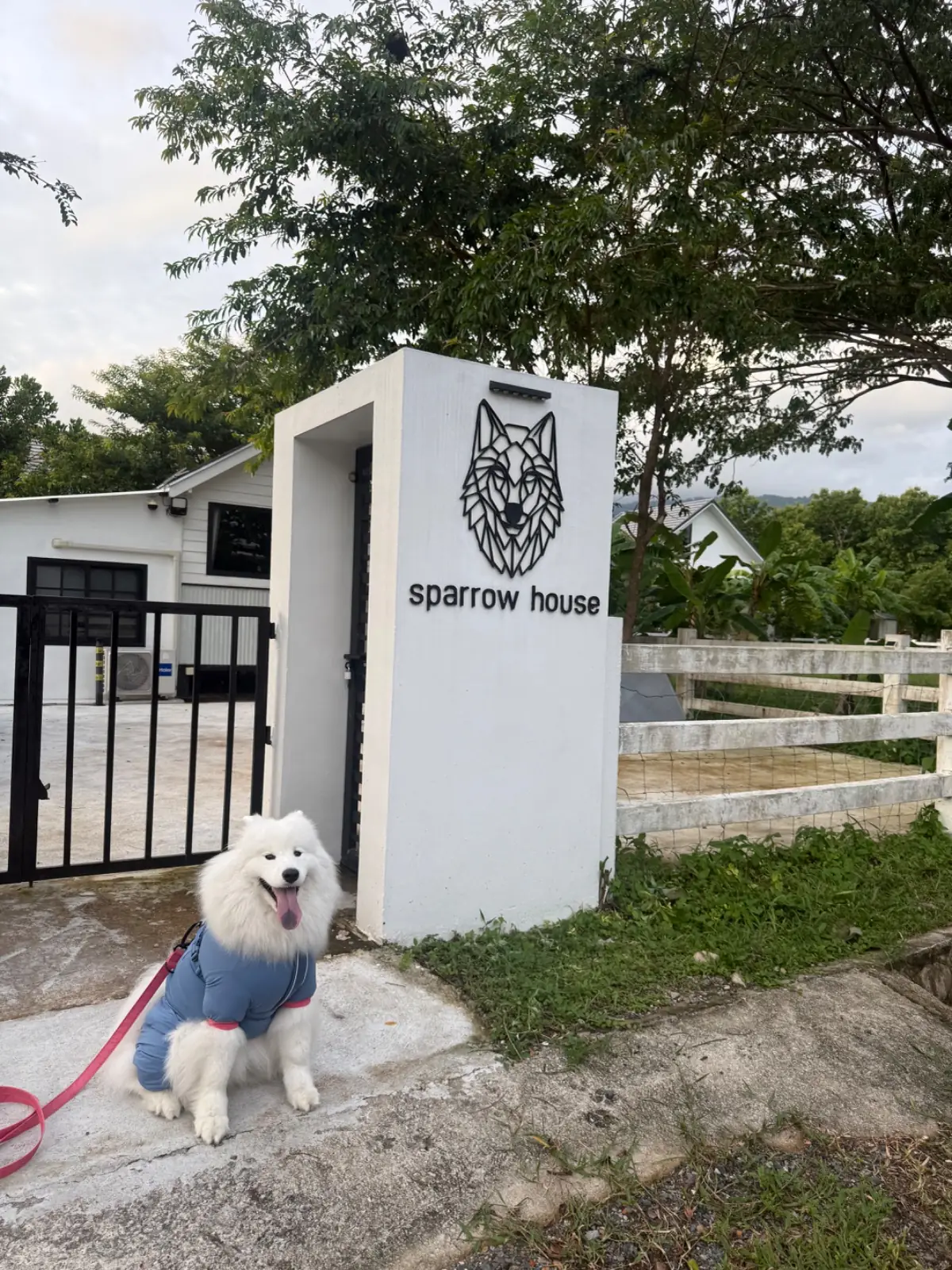 Sparrow house - Nakhon Nayok pets image 1