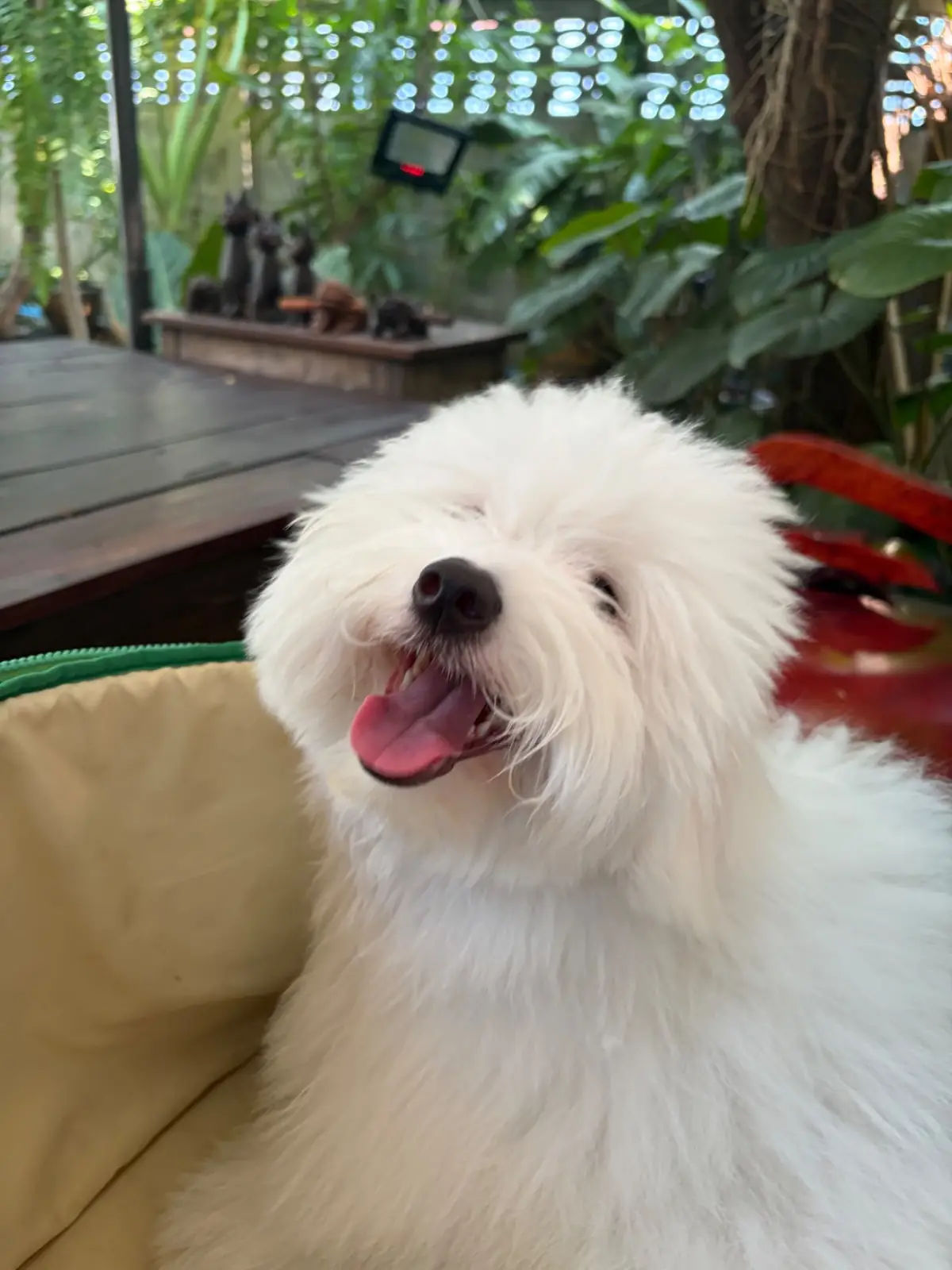 Cup and Soul Cafe pets image 1