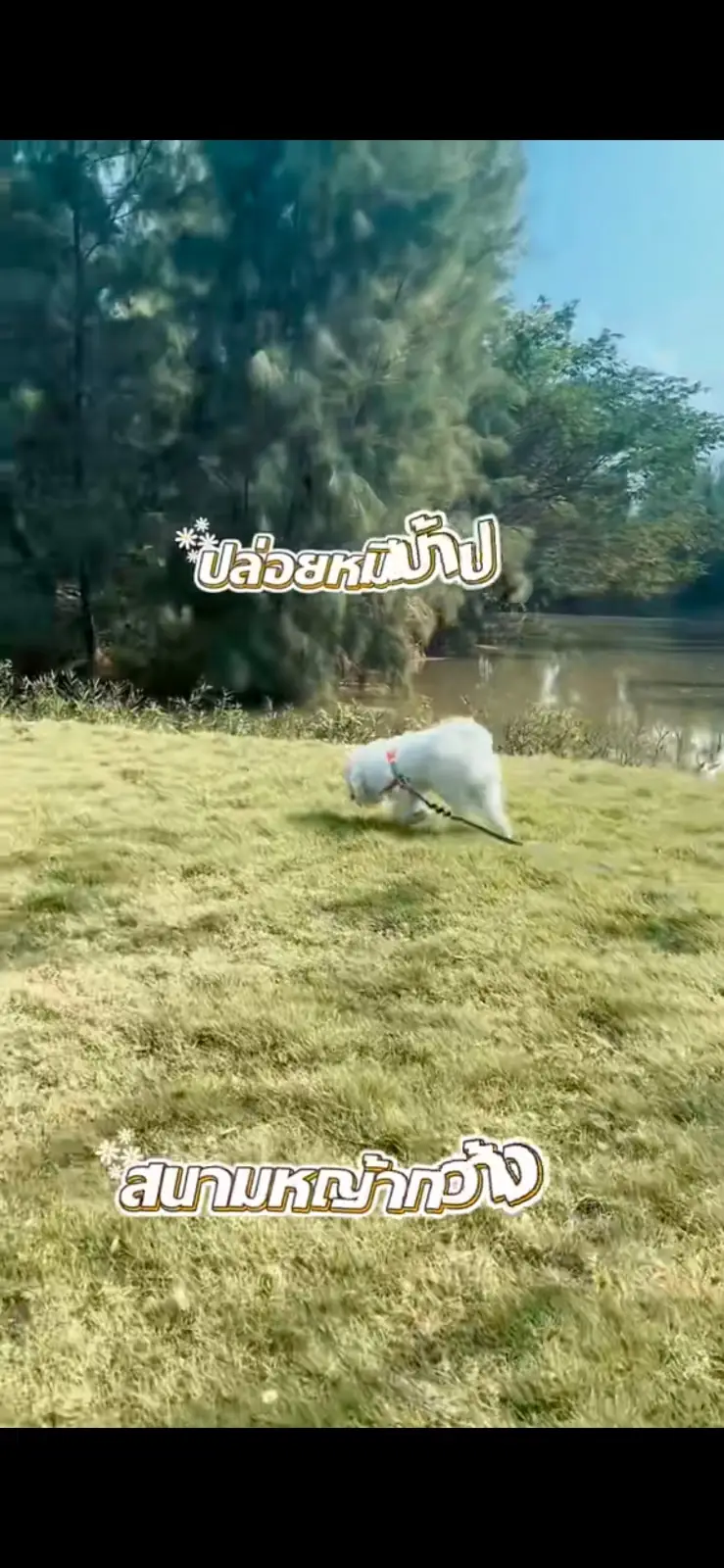 Calin Cafe pets image 6