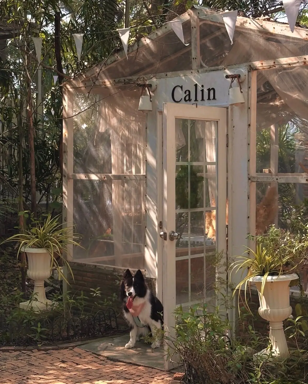 Calin Cafe pets image 7