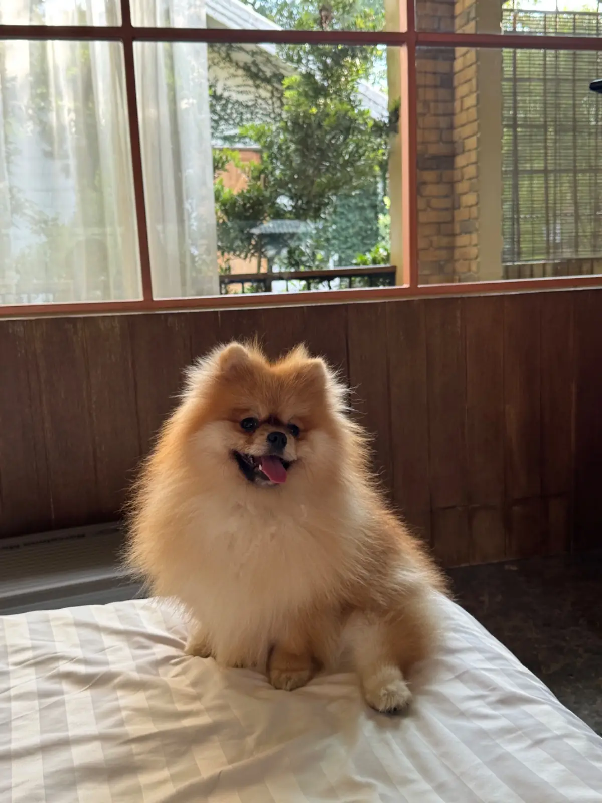 บ้านขนมปังขิง Gingerbread House other image 2