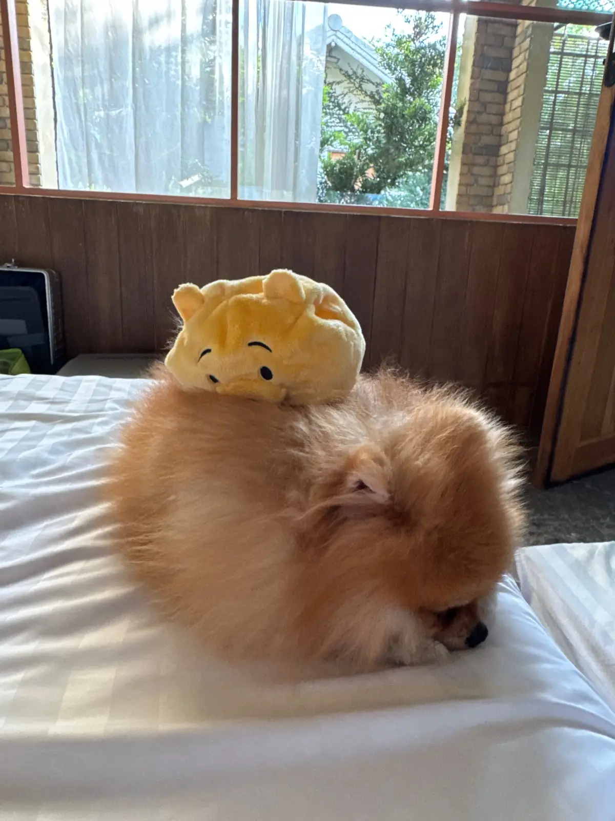 บ้านขนมปังขิง Gingerbread House other image 3