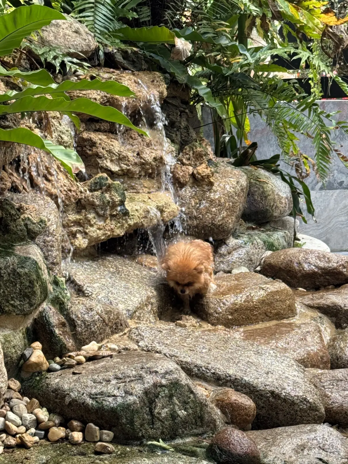 บ้านขนมปังขิง Gingerbread House other image 1