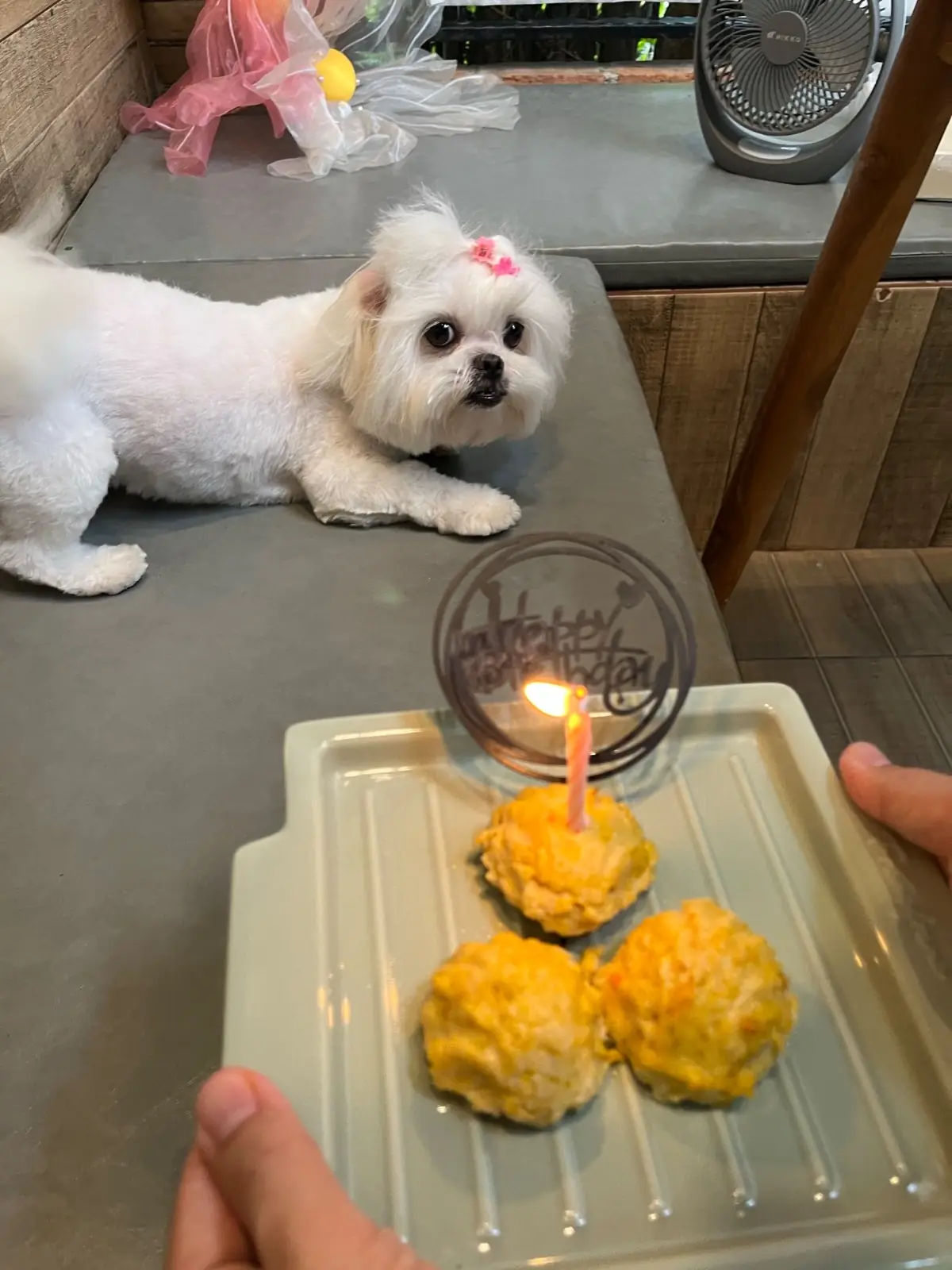 บ้านขนมปังขิง Gingerbread House pets image 13