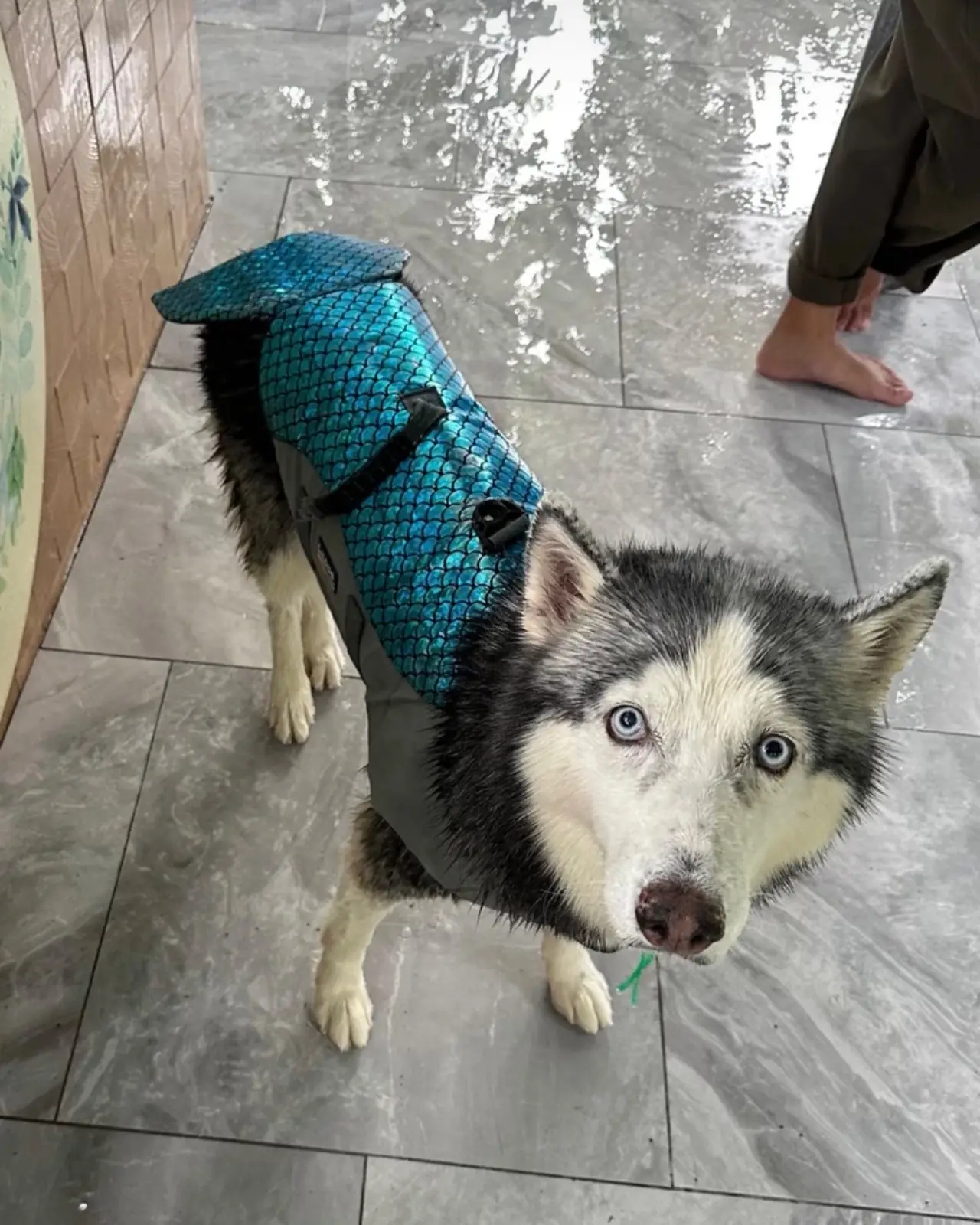 บ้านขนมปังขิง Gingerbread House pets image 3