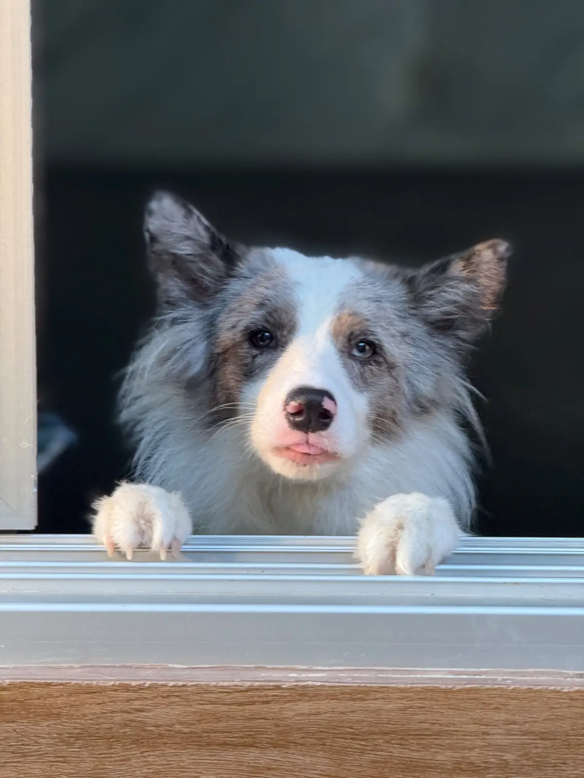 บ้านขนมปังขิง Gingerbread House pets image 4