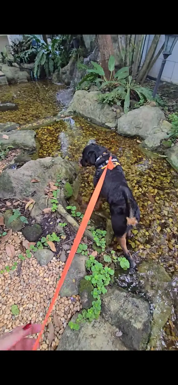 บ้านขนมปังขิง Gingerbread House pets image 6