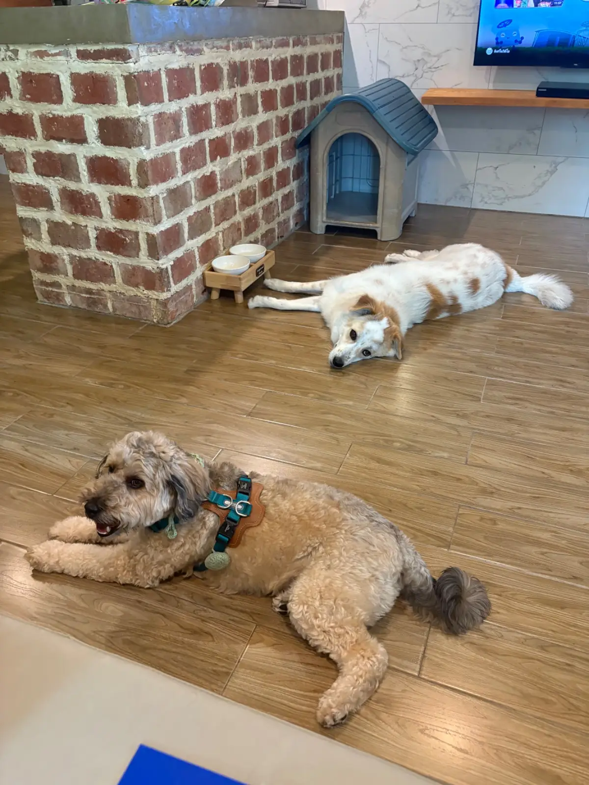 บ้านขนมปังขิง Gingerbread House pets image 16