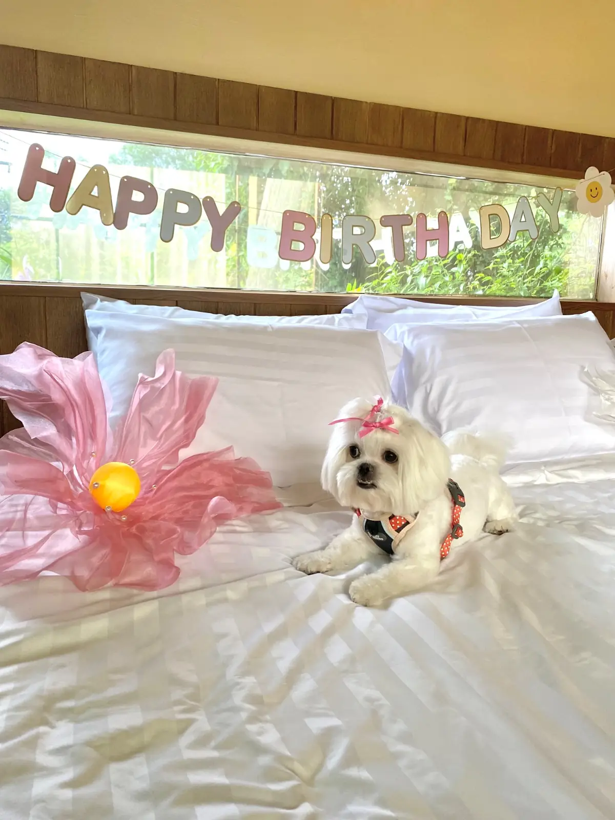 บ้านขนมปังขิง Gingerbread House pets image 10