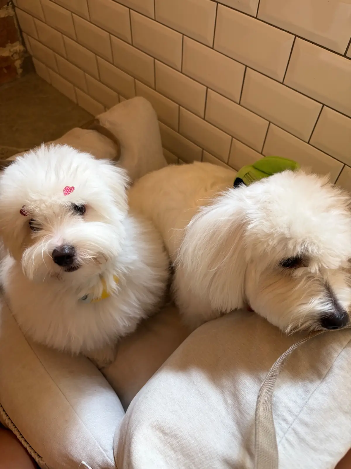 บ้านขนมปังขิง Gingerbread House pets image 2