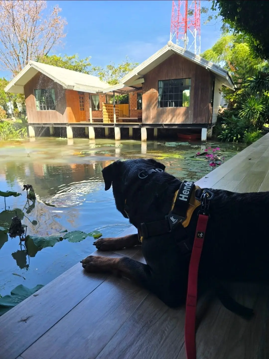 บ้านขนมปังขิง Gingerbread House pets image 5