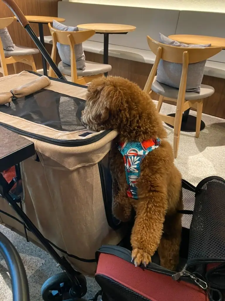 Harmonic.kkc pets image 1