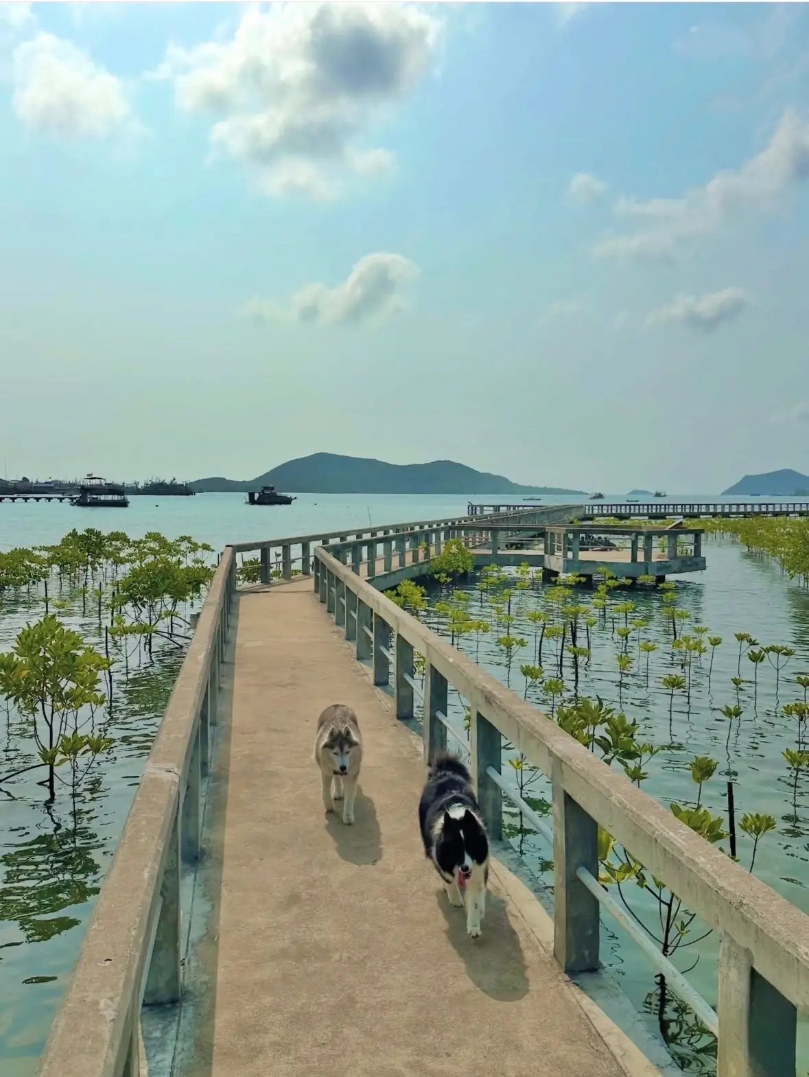 ท่าเรือเขาหมาจอ pets image 1