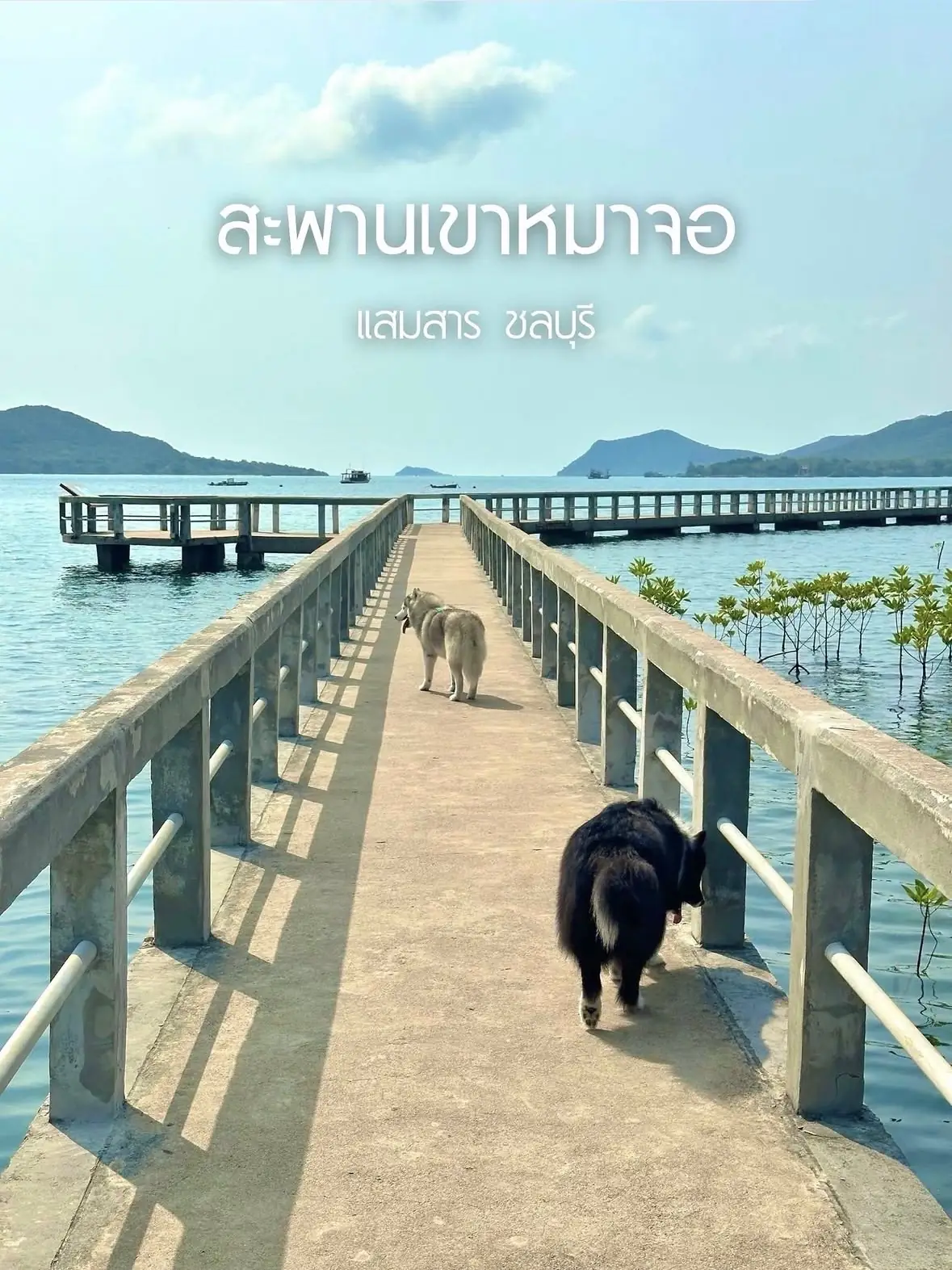 ท่าเรือเขาหมาจอ pets image 3