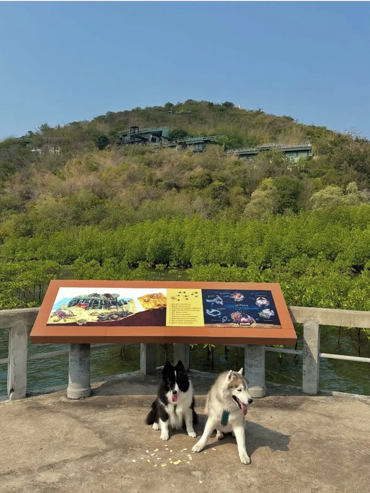 ท่าเรือเขาหมาจอ pets image 2