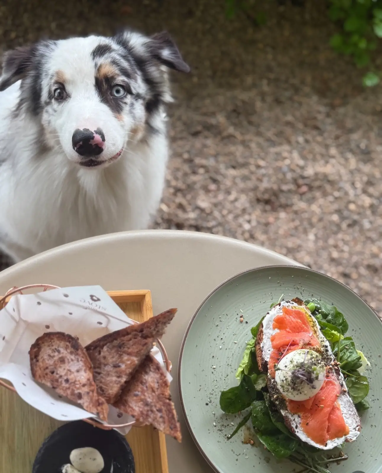 Little Stove & Little Stump pets image 1