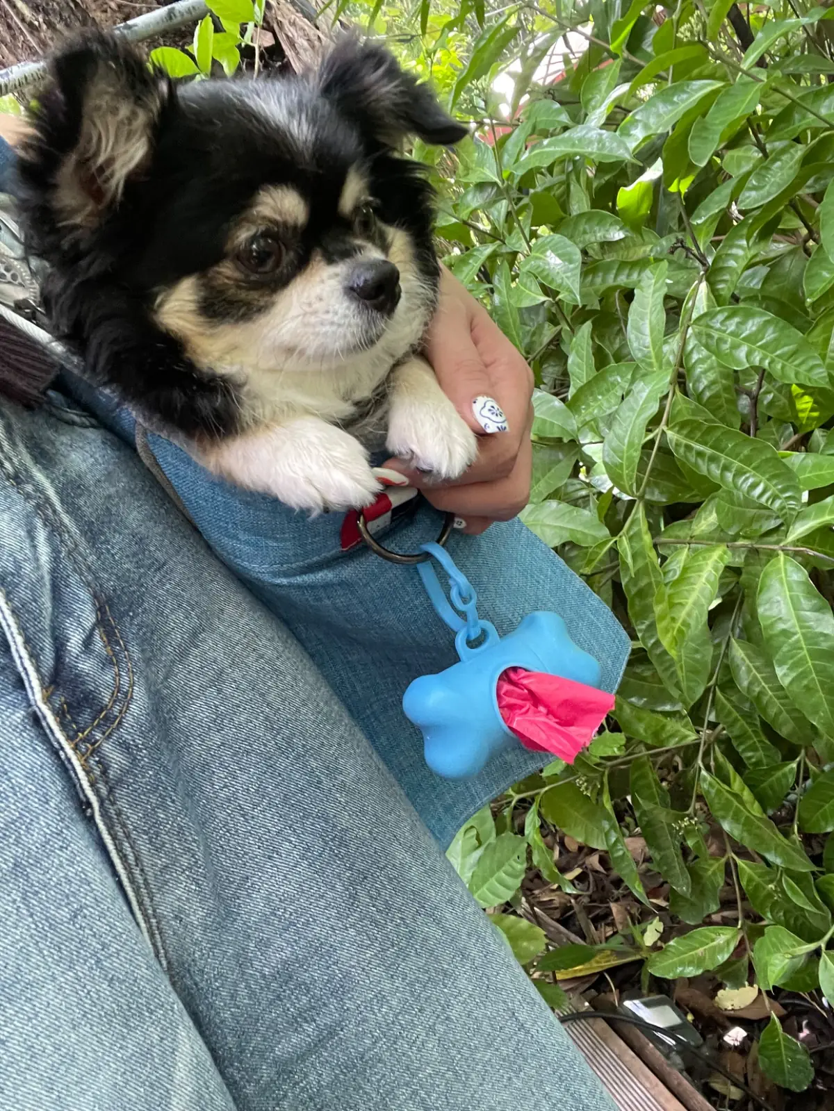 พิซซ่าเตาถ่าน pets image 1