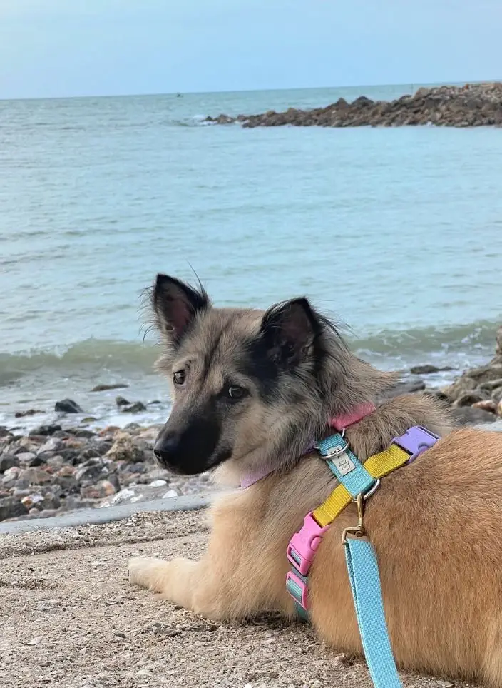 The Celes Pool Villa - หาดเจ้าสำราญ pets image 1