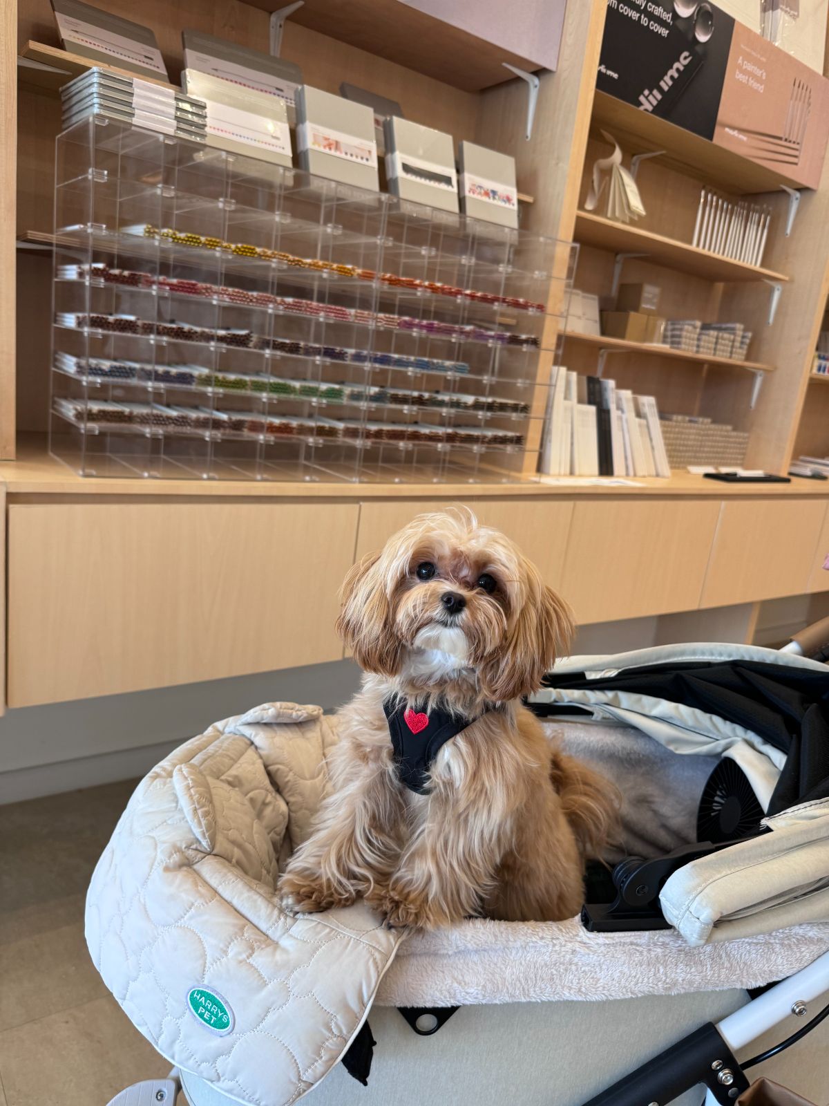 VE/LA at Narathiwas pets image 1