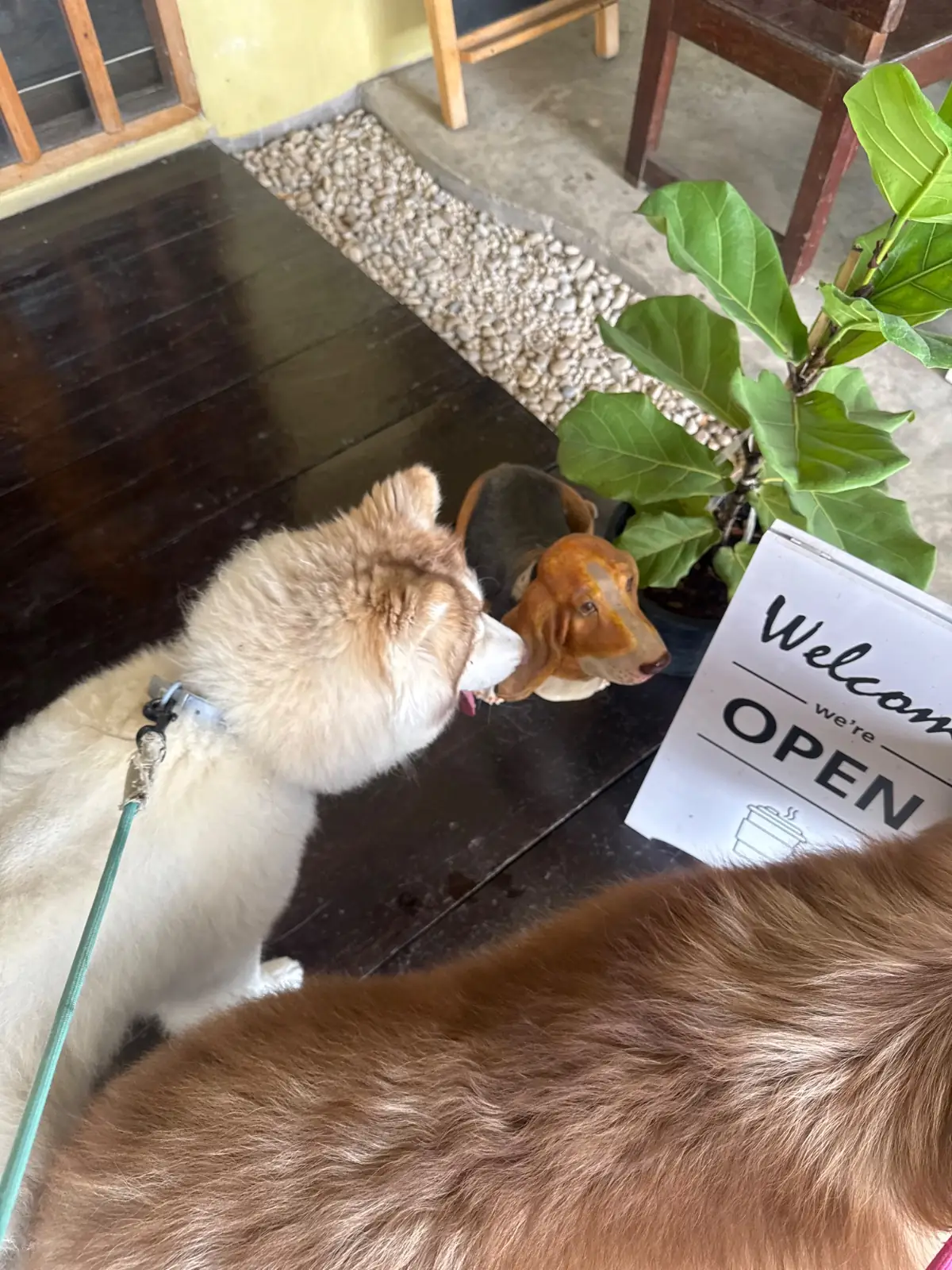 Oasis Coffee pets image 1