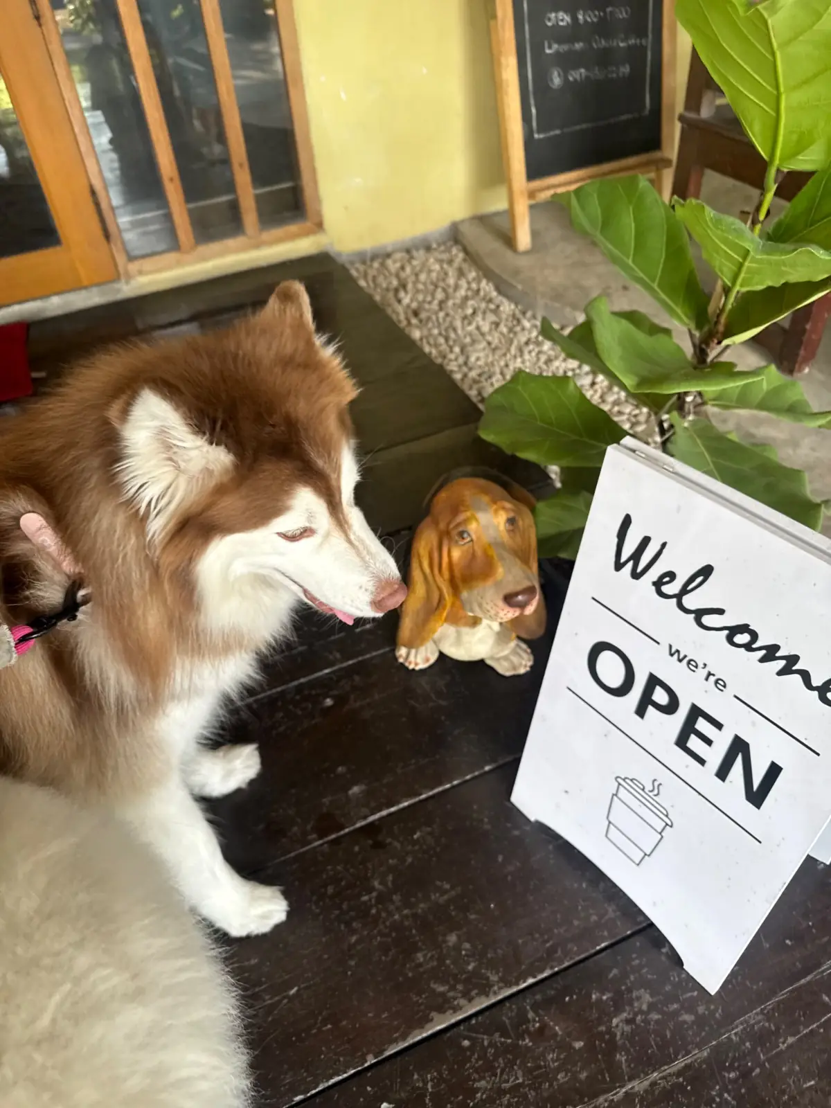 Oasis Coffee pets image 2