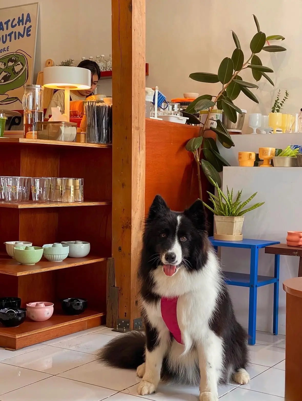 Matcha routine & more by Darkconess pets image 1