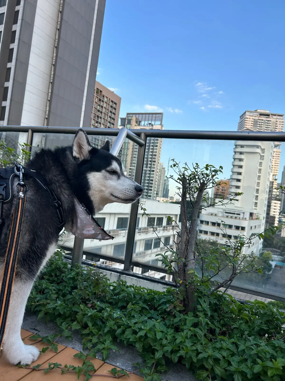 Oakwood Residence Sukhumvit 24 pets image 1