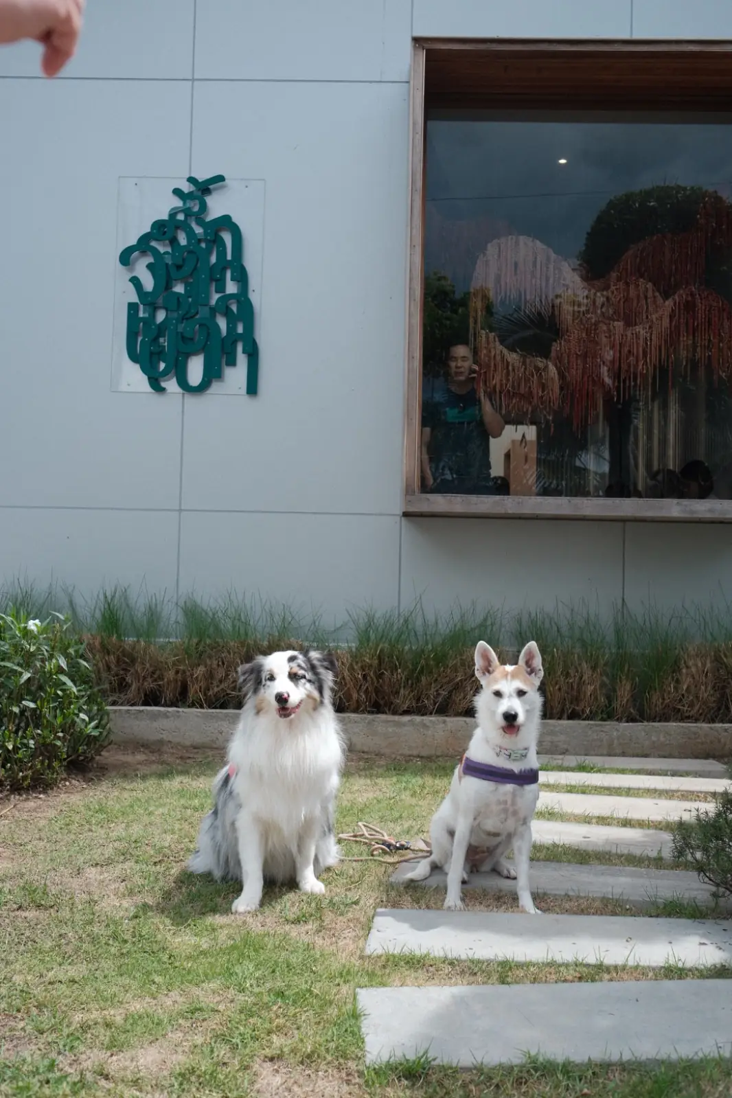 จ้ำเข่า pets image 1