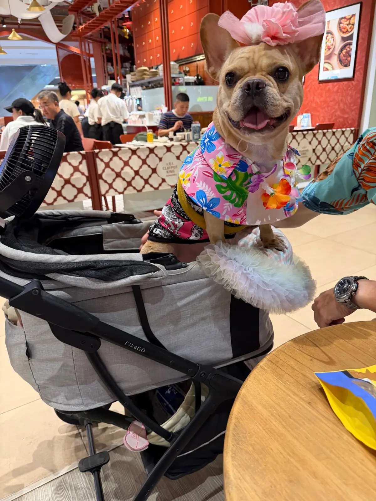 Nicolo Bakery - Central Park pets image 2