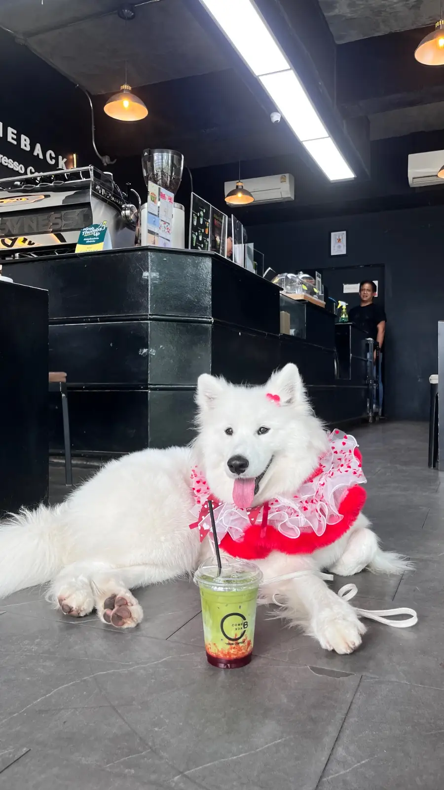 Comeback Espresso Cafe pets image 5